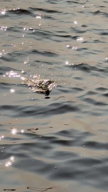 Подлещик на Сестрорецком разливе