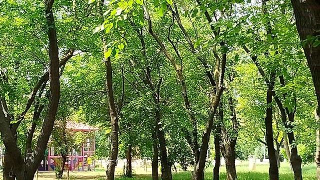 В Комсомольском парке. 12.06.25. смотреть онлайн