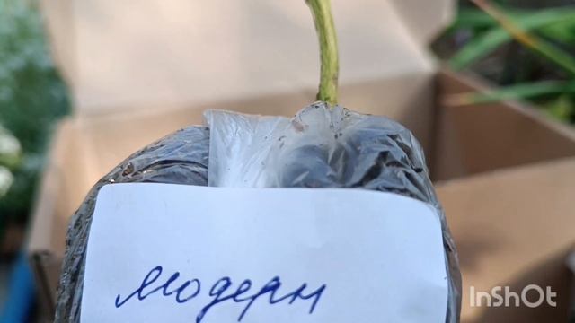 Распаковка посылки с флоксами. 2 сентября 2024 г. Саженцы