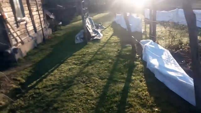 Укрытие виноградника от весенних заморозков