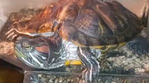 Красноухая черепаха 🐢 12-06-2025