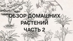 Обзор домашних растений часть2