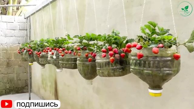 Клубника: Секреты Идеального Урожая и Бомба Витаминов смотреть онлайн