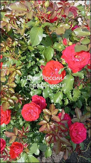 День России. смотреть онлайн