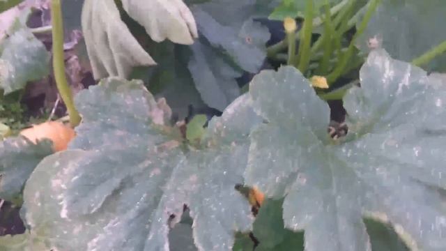 ЖИЗНЬ В СЕЛЕ!💟 СКОРО  ЗАМОРОЗКИ! СОБИРАЮ ПОСЛЕДНИЙ УР?