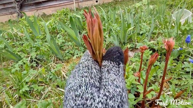 Скосили траву, сделали компот, и собрали картофель! | Р?