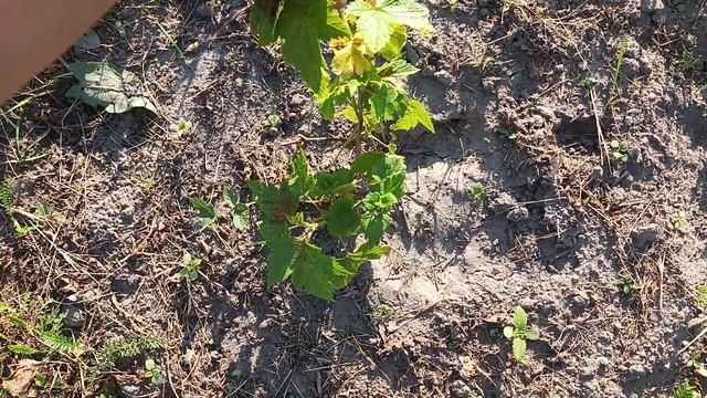 Фазенда жадного колхозника. Первые всходы смотреть онлайн