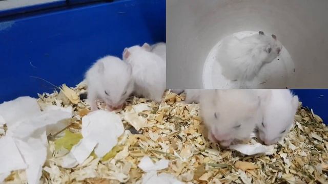 Белкины дети 2 Последствия эксперимента « Dendy » 9999 In 1, 8