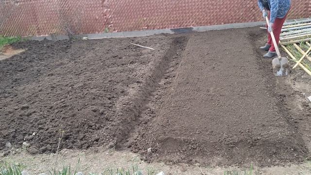 Делаю грядки/Высаживаю петунию/Сею морковку🫠🫠🫠