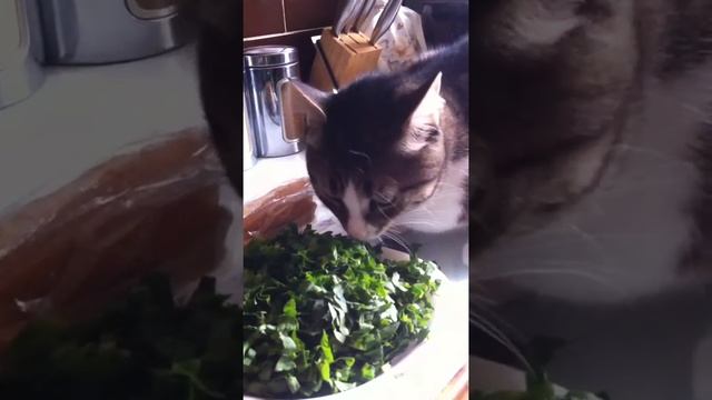 Тимоша ест щавель.