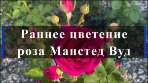 Раннее цветение розы Манстед Вуд