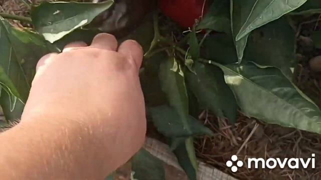 НАШ ЗНАМЕНИТЫЙ СОРТОВОЙ ПЕРЕЦ // ВАЦАП ДЛЯ ЗАКАЗА 891524581