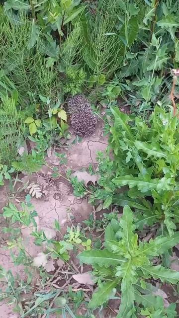 Ежик прячется, тульская область