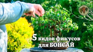 Пять видов фикусов для бонсай.