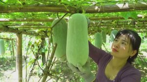 Harvesting Many Squash Goes To Sell At Village Market, Farm Life.