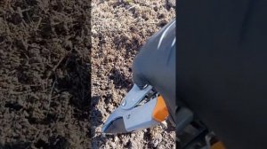 Как правильно обрезать розы после зимы?