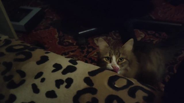 Блудный кот Мотя 😂