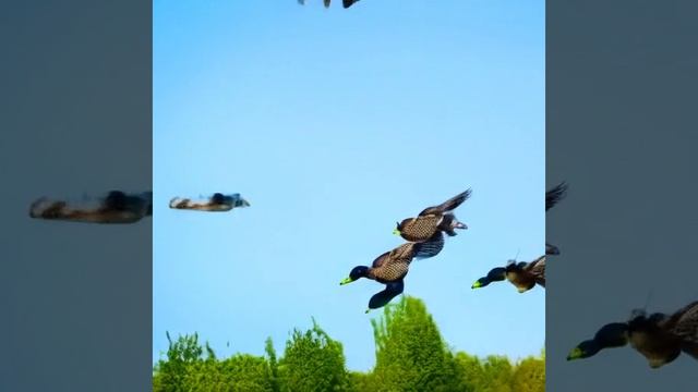 Kandinsky-video-1749721062587