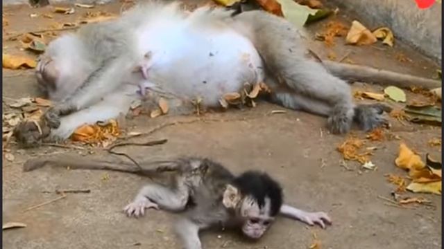 Как макаки покидают, расходятся, расстаются.... 1000012535.mp4 смотреть онлайн