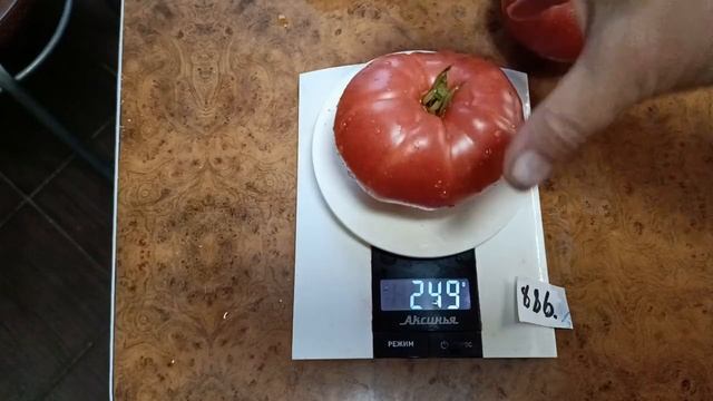 Томат Гигантская хижина