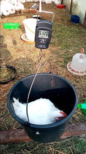 Лучшая МОТИВАЦИЯ для содержания БРОЙЛЕРА.