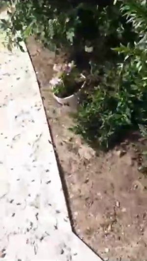 Нашествие саранчи в Новоузенском районе (Саратовская область)