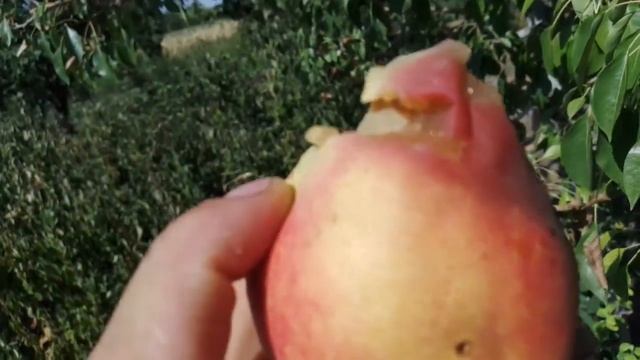 16.08.24.✖️Груша 🍐,три строки достигання 🤔 на одному ст смотреть онлайн