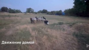 Работа собак питомника «Дом чемпионов бордер колли»