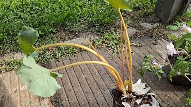 Мои новые жители сада - хвойные и многолетние первоцве