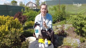 СОЗРЕВАЕТ КИСЛЫЙ ВИНОГРАД - ПРИЧИНА В МИЛДЬЮ.БОЛЕЗНЬ ВИНОГРАДА МИЛДЬЮ - КАК РАСПОЗНАТЬ И ЛЕЧИТЬ