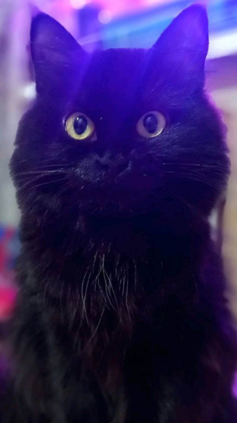 Чипи чипи чапа чапа