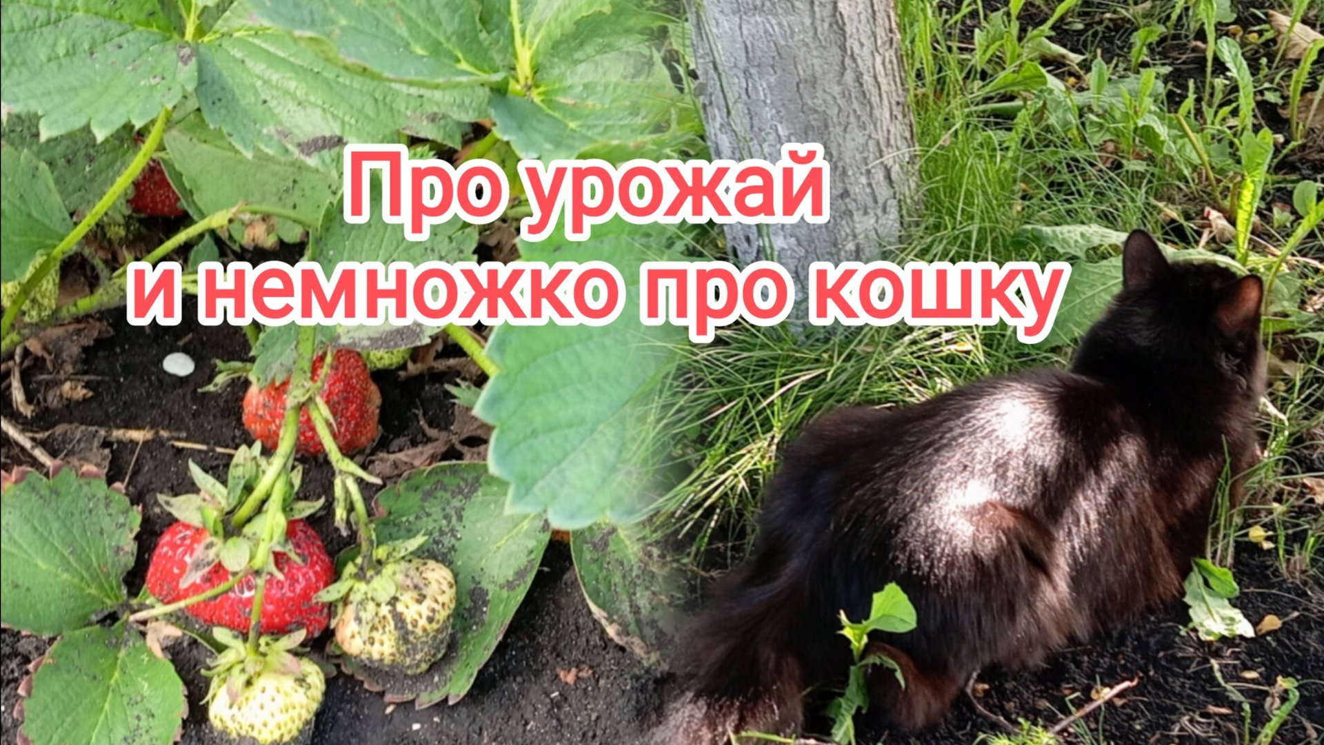 Про урожай и немножко про кошку смотреть онлайн