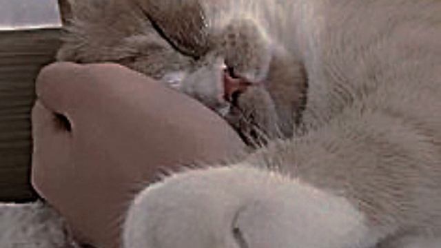 А ты прости мои глаза