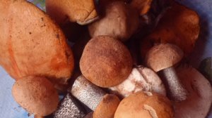 ПЕРВЫЕ РАДОСТИ,, ТИХОЙ" ОХОТЫ