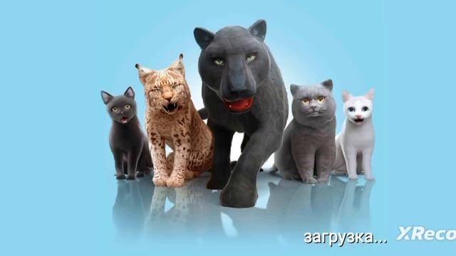 Что будет если играть на плохом качестве в cat simulator 2015 2 смотреть онлайн