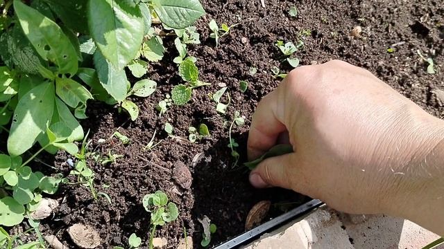 Уборка сорняков только вручную? смотреть онлайн