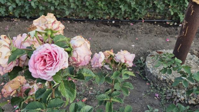 То, что нужно для души ♥️♥️♥️ прогулка среди розовых рядов 🌹🌹🌹 смотреть онлайн