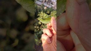 Тля на перце.