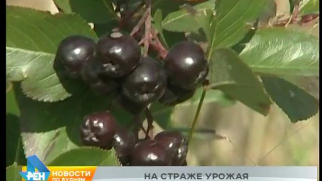 Большая партия сливы, заражённой опасным вредителем, ? смотреть онлайн