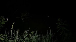 Рыбалка на реке Кубань встреча с енотом в дикой природе 🦝