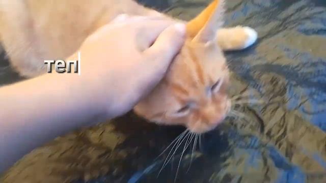 Дымок и Батон в палатке