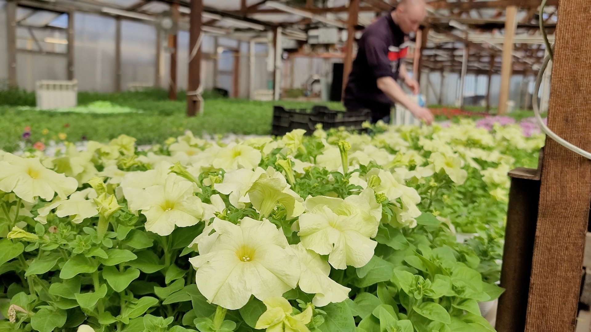 Море цветов на Урале | Живём среди цветов | Живые эмоции после исполнения песни АЛЁНА смотреть онлайн