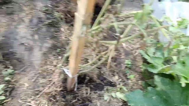 Работы с томатами для хорошего урожая на следующий го?