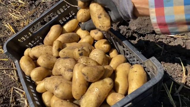 👆СКОЛЬКО КАРТОШКИ С ОДНОГО КУСТАУ сорт Гранада урожа