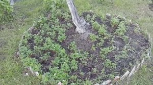 КРУГЛАЯ ГРЯДКА ПОД ДЕРЕВЬЯМИ ☝☝☝ ОТВОЁВЫВАЕМ ТЕРРИТОРИЮ У СОРНЯКОВ ☝☝☝