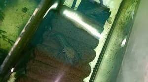 Мраморные раки 12-06-2025