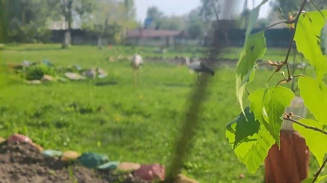 Школьный сад и аллею посетили первые гости