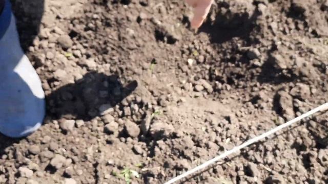 Процес посадки солодкої кукурудзи, сорт Ракель