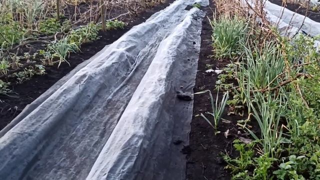 Виноград в Кировоградской области. Опять заморозки в ?