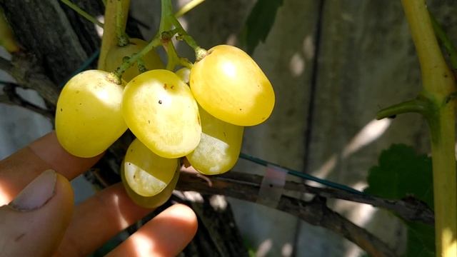 Виноград. 19.08.2023. Пересорт отримав свою назву. Був Вост?